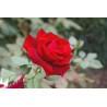 Rožė - Rosa MILDRED SCHEEL
