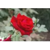Rožių sodinukai internetu - Mildred Scheel (Deep Secret)