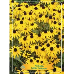 Rudbeckia fulgida GOLDSTURM