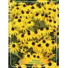 Rudbeckia fulgida GOLDSTURM