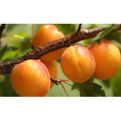 Abrikosas (posk. kaukazinė slyva) - Prunus armeniaca GOLDRICH C5.6 vazone (2 metai)