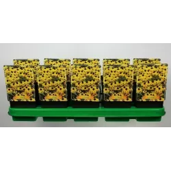 Rudbeckia fulgida GOLDSTURM