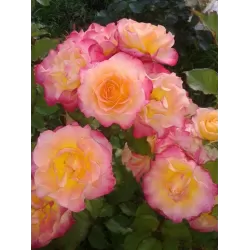 Rožių krūmai internetu su pristatymu į namus