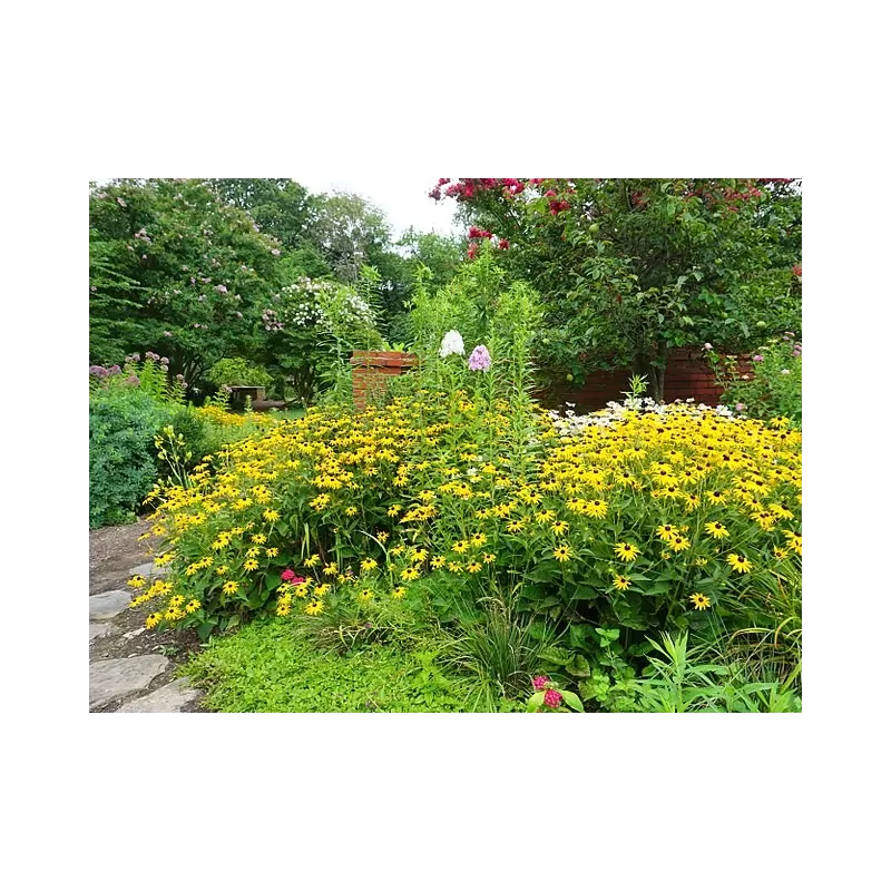 Rudbeckia fulgida GOLDSTURM