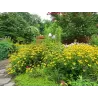 Žėrinčioji rudbekija - Rudbeckia fulgida GOLDSTURM