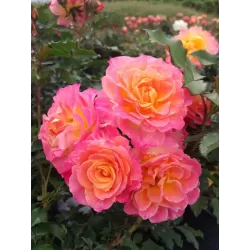 Rožių krūmai internetu su pristatymu į namus