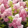 Šluotelinė hortenzija Vanille Fraise - Hydrangea paniculata