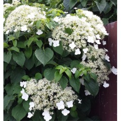 Laipiojančioji hortenzija - Hydrangea anomala PETIOLARIS