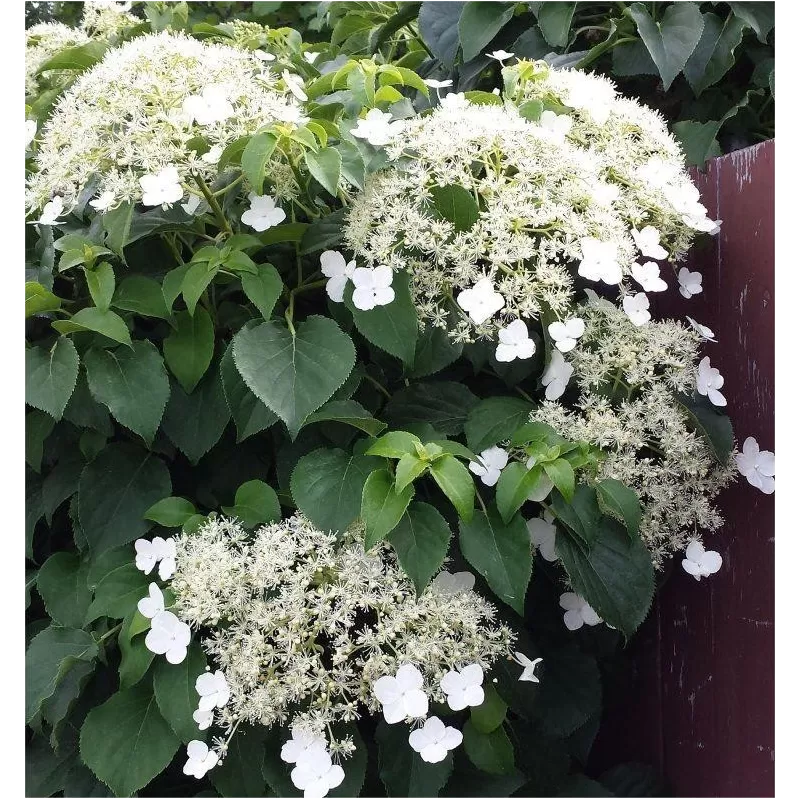 Laipiojančioji hortenzija - Hydrangea anomala PETIOLARIS