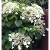 Laipiojančioji hortenzija - Hydrangea anomala PETIOLARIS
