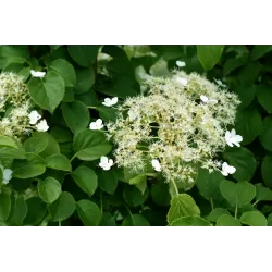 Laipiojančioji hortenzija - Hydrangea anomala PETIOLARIS