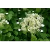 Garden plants/Trees/Flowers/ web-shop