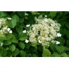 Laipiojančioji hortenzija - Hydrangea anomala PETIOLARIS