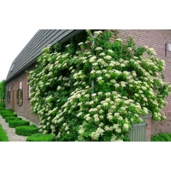 Laipiojančioji hortenzija - Hydrangea anomala PETIOLARIS