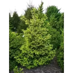 Rytinė eglė - Picea orientalis GOLDEN START