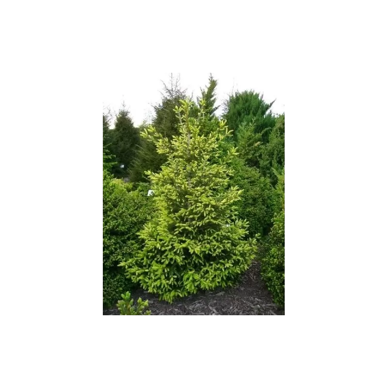 Rytinė eglė - Picea orientalis GOLDEN START