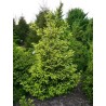 Picea orientalis Golden Star P23C5 PHOTO 2021-10-28