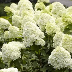 Hydrangea paniculata LIMELIGHT
