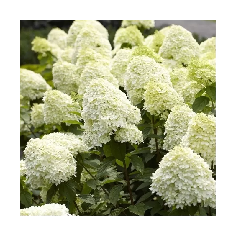 Šluotelinė hortenzija - Hydrangea paniculata LIMELIGHT