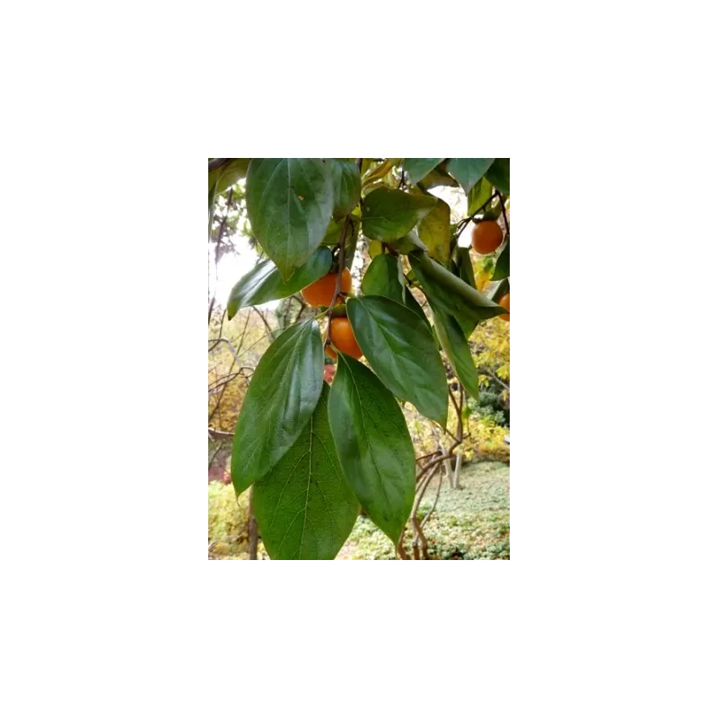 Rytinis (japoninis) juodmedis (persimonas) (sėjinukas) - Diospyros kaki