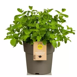 copy of Šaltmėtė - Mentha spicata var crispa MAROCCAN MINT 14Ø