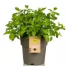 copy of Šaltmėtė - Mentha spicata var crispa MAROCCAN MINT 14Ø