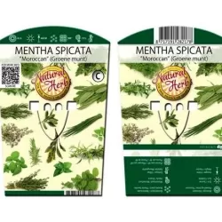 Šaltmėtė - Mentha spicata var crispa MAROCCAN MINT