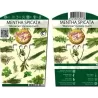 copy of Šaltmėtė - Mentha spicata var crispa MAROCCAN MINT 14Ø