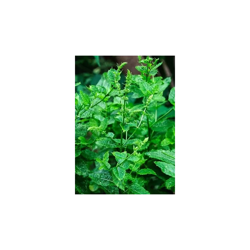 copy of Šaltmėtė - Mentha spicata var crispa MAROCCAN MINT 14Ø