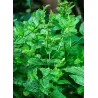copy of Šaltmėtė - Mentha spicata var crispa MAROCCAN MINT 14Ø