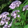 Hydrangea aspera HOT CHOCOLATE®