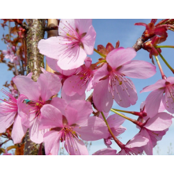 Saržento vyšnia (sakura) - Prunus sargentii RANCHO