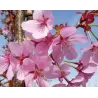 Sakura trees with home delivery