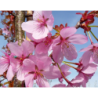 Saržento vyšnia (šiaurinė kalninė japoninė sakura) - Prunus sargentii Rancho 10-12 CM STANDARD C35 300-350CM tik atsiėmimas medelyne