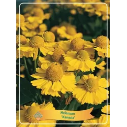 copy of Saulainė - Helenium Kanaria P11