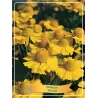 copy of Saulainė - Helenium Kanaria P11