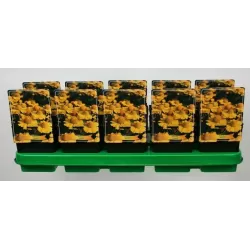 copy of Saulainė - Helenium Kanaria P11