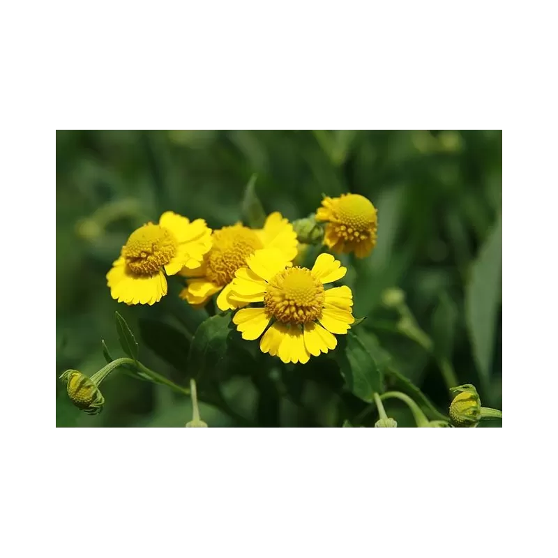 Saulainė - Helenium KANARIA