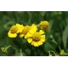 copy of Saulainė - Helenium Kanaria P11
