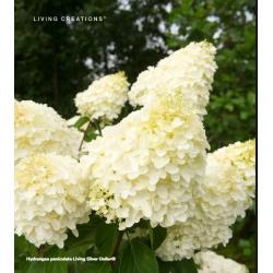 Šluotelinė hortenzija - Hydrangea paniculata Living SILVER...