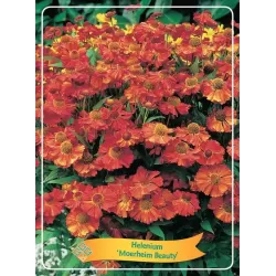 copy of Saulainė - Helenium Moerheim Beauty P11