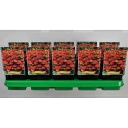 copy of Saulainė - Helenium Moerheim Beauty P11