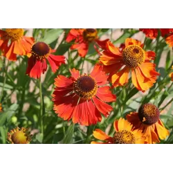 copy of Saulainė - Helenium Moerheim Beauty P11