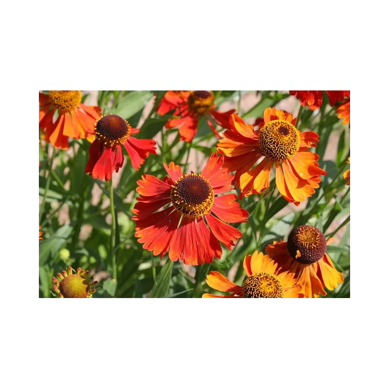 Saulainė - Helenium MOERHEIM BEAUTY