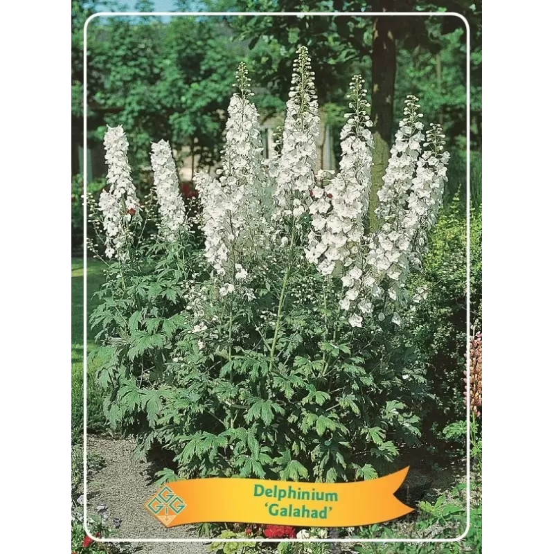 Delphinium Galahad P11 (užsakius iš rudens 8 vnt. + 2 vnt. dovanų) balta