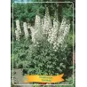 Delphinium Galahad P11 (užsakius iš rudens 8 vnt. + 2 vnt. dovanų) balta