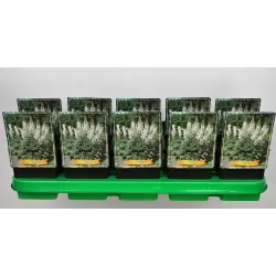 Delphinium Galahad P11 (užsakius iš rudens 8 vnt. + 2 vnt. dovanų) balta