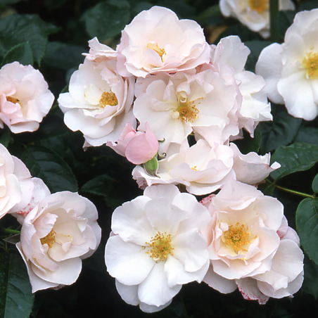 Rožė - Rosa PEARL DRIFT ®