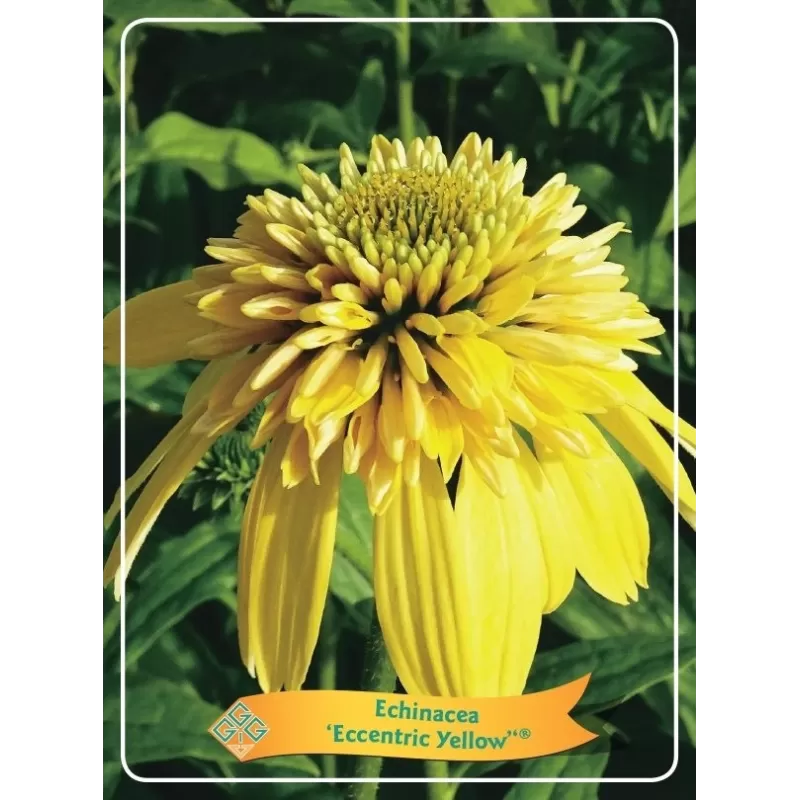 Ežiuolė - Echinacea ECCENTRIC YELLOW