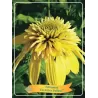 Echinacea Eccentric Yellow